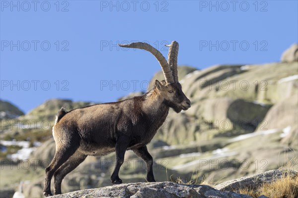 Iberian ibex