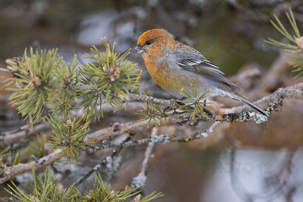 Pine grosbeak