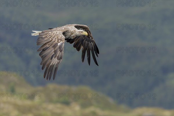 White-tailed eagle