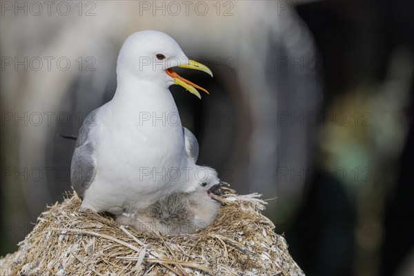 Kittiwake