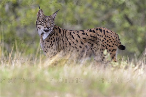 Iberian lynx