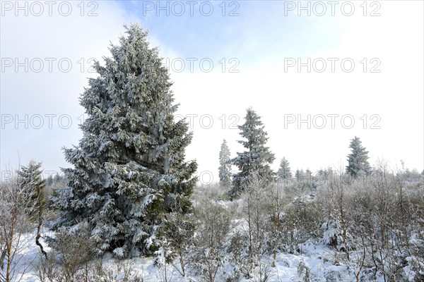 Ripened forest with birch plants