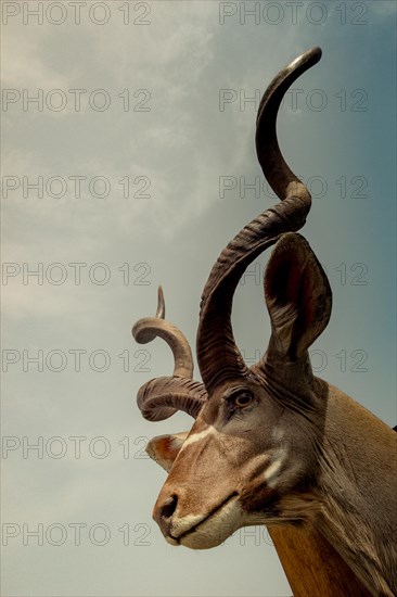 Wild brown mountain goat with two huge horns