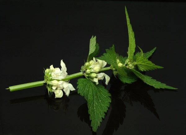 White deadnettle