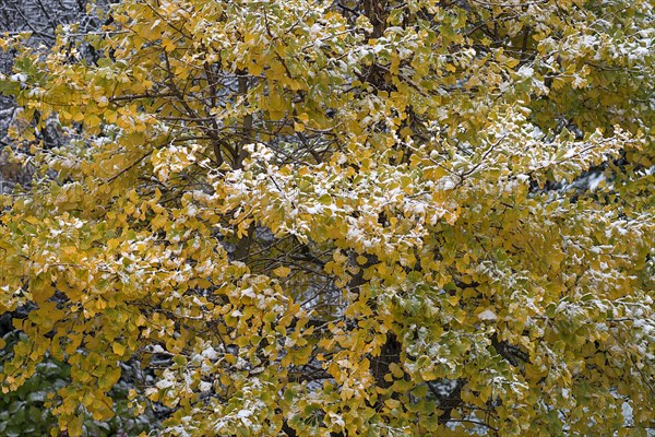 Snow on an autumnal ginkgo