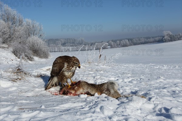 Common steppe buzzard