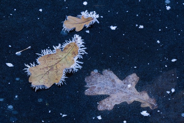 Oak leaves covered with ice crystals on frozen water surface