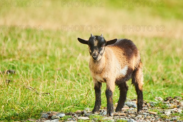 Domestic goats