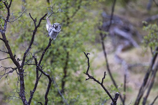 Northern hawk owl