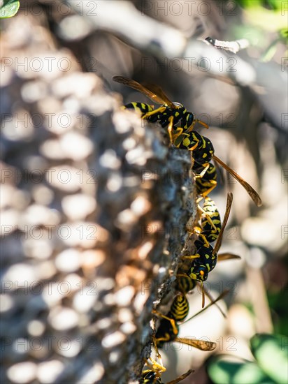 European Paper Wasp