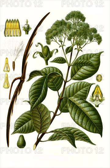 Medicinal plant