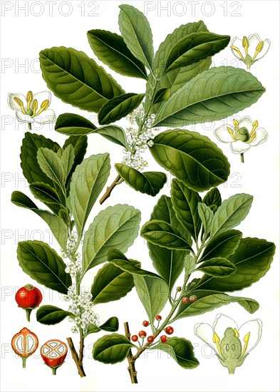 Medicinal plant