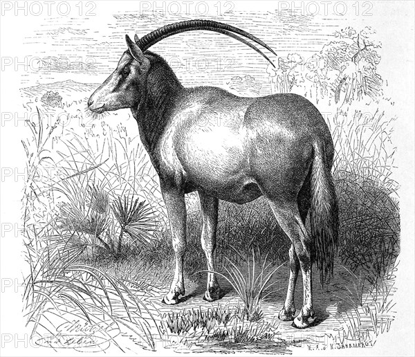 Scimitar oryx