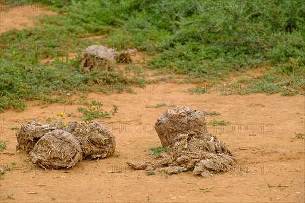 Elephant dung heap