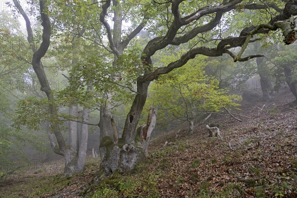 Gnarled oak trees