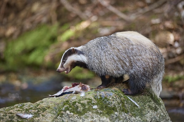 European badger