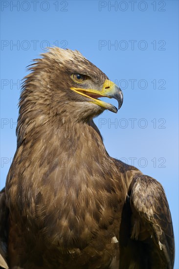 Steppe eagle