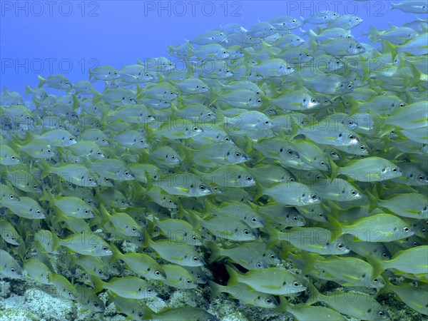 Large shoal