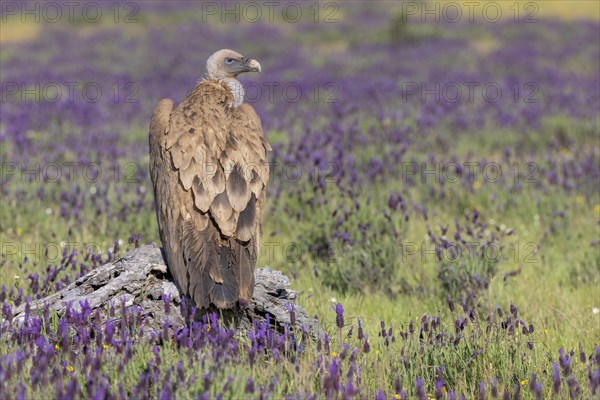 Griffon vulture