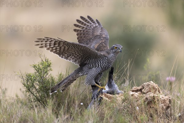 Northern goshawk