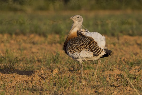 Great Bustard