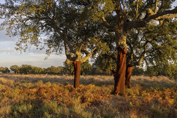 Cork oaks