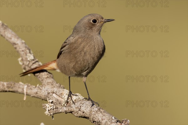 Black Redstart