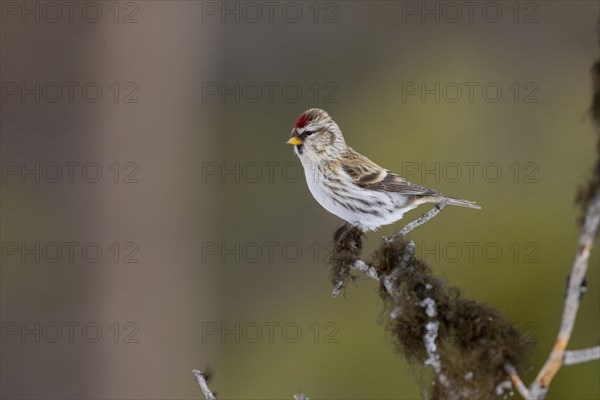 Arctic Redpoll