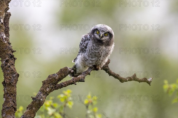 Northern hawk owl