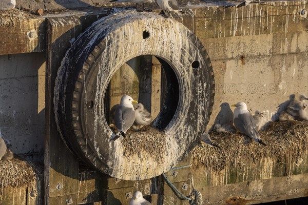 Kittiwake