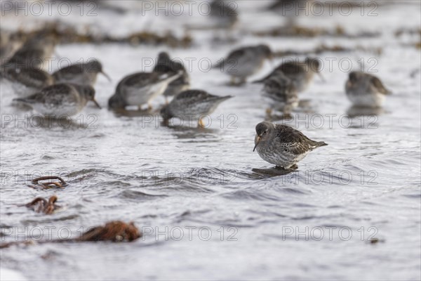 Purple Sandpiper