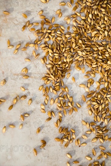 Lots of yellow wheat grains on the view