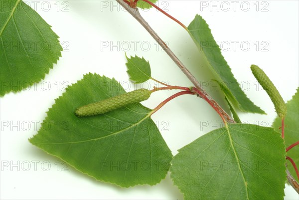 Medicinal plant Birch