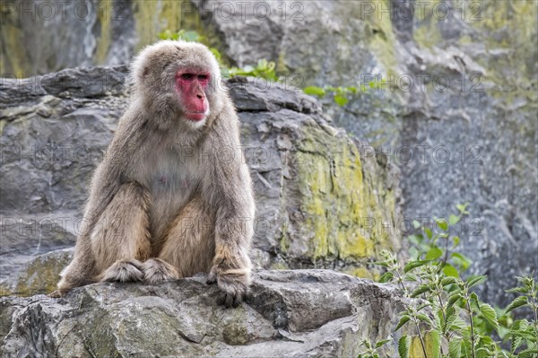 Japanese macaque