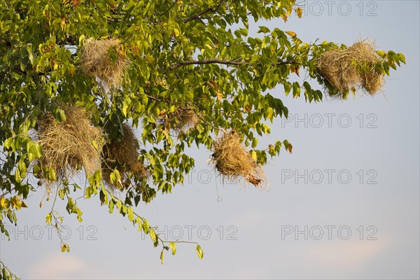 Baobab tree