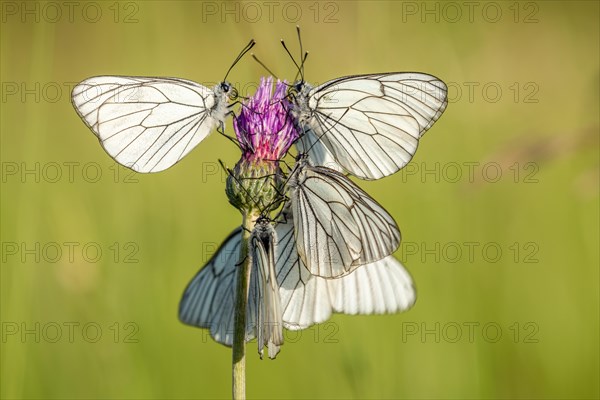 Several black-veined White