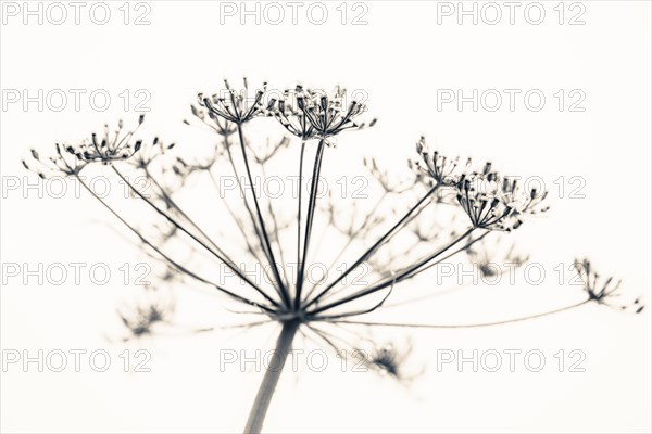 Flowering hogweed