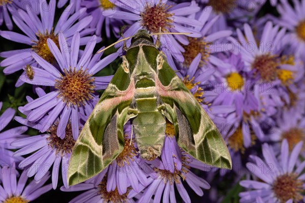 Oleander moth moth with closed wings hanging on purple flower from behind