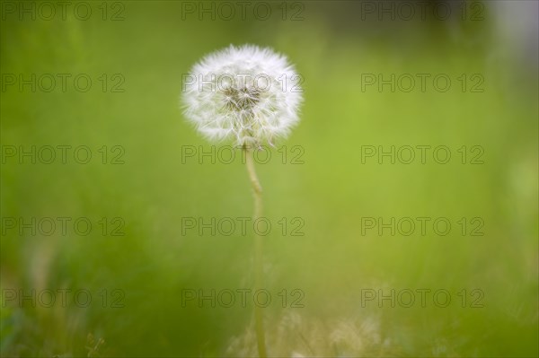 Dandelion