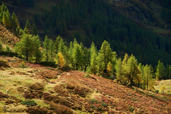 European larch