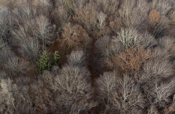 Undecorated mixed beech forest from above