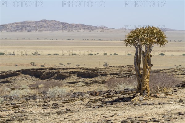 Desert-like landscape with quiver tree