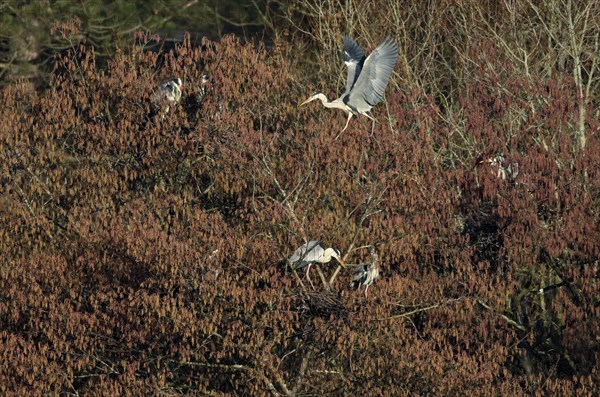 Grey heron