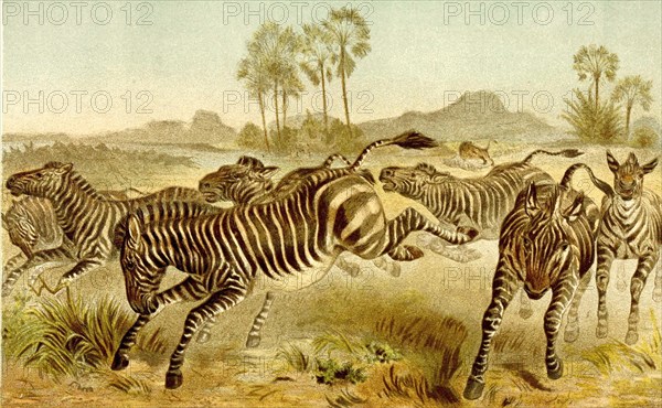 Zebra