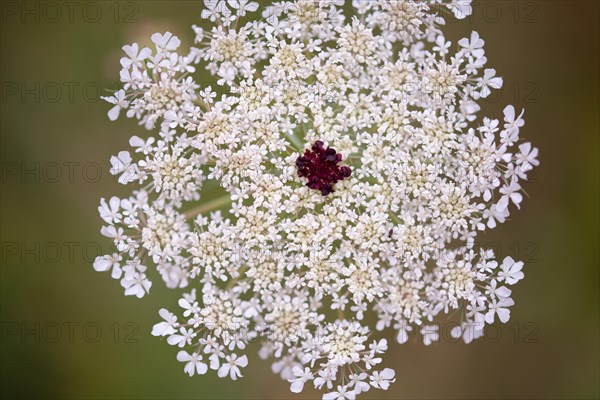 Wild carrot