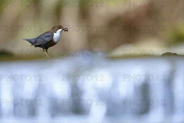 White-breasted dipper