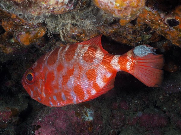 Bigeye glasseye snapper