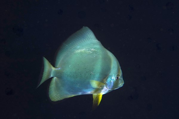 Orbicular batfish