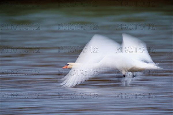 Mute Swan