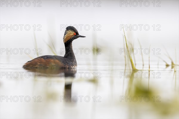 Black-necked Grebe